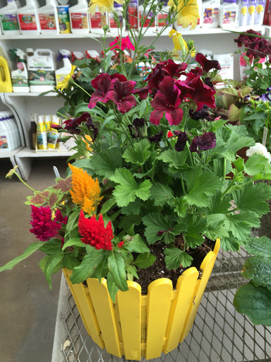 Florist «Pletschers», reviews and photos, 641 Old Hwy 8 SW, New Brighton, MN 55112, USA