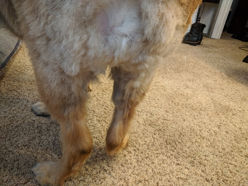 Dog Day Care Center «K9 Behavior UT, LLC», reviews and photos, 1458 Main St, Salt Lake City, UT 84115, USA