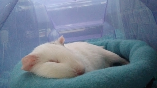 Pet Supply Store «Petco Animal Supplies», reviews and photos, 2784 W Peoria Ave, Phoenix, AZ 85029, USA