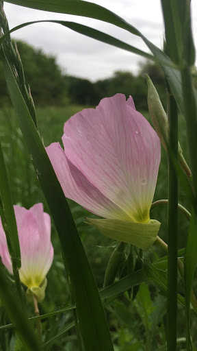 Park «Katherine Rose Memorial Park», reviews and photos, 303 N Walnut Creek Dr, Mansfield, TX 76063, USA