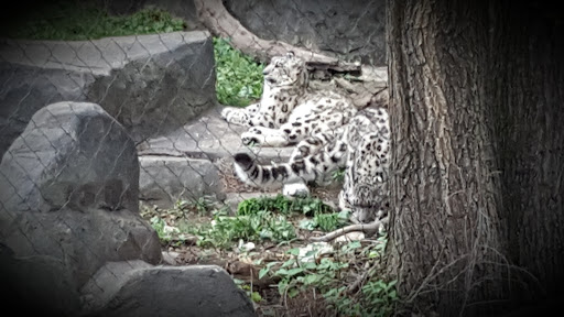 Zoo «Fragile Desert», reviews and photos, 3300 Golf Rd, Brookfield, IL 60513, USA