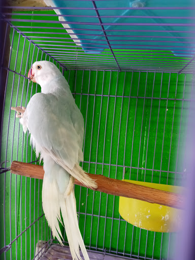 Pet Store «Inez Pet Shop», reviews and photos, 3825 Whittier Blvd, Los Angeles, CA 90023, USA