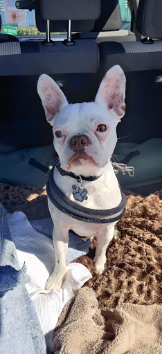 Pet Supply Store «Pet Supplies Plus», reviews and photos, 400 Lowell Ave Suite 14, Haverhill, MA 01832, USA