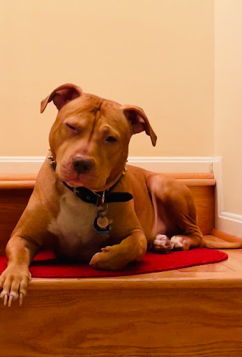 Pet Supply Store «PetSmart», reviews and photos, 26680 Centerview Dr, Millsboro, DE 19966, USA