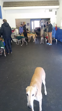 Dog Days Daycare & Boarding - Photo 6 - Car repair in St Paul, MN, Minneapolis