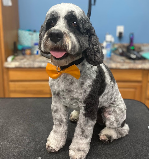 Pet Supply Store «All 4 Pets Belle Isle», reviews and photos, 5126 S Conway Rd, Orlando, FL 32812, USA