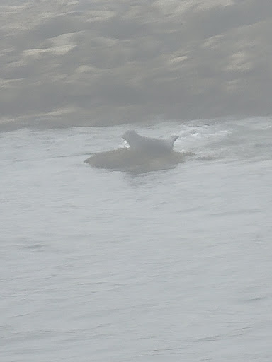 Tourist Attraction «Acadian Boat Tours», reviews and photos, 119 Eden St, Bar Harbor, ME 04609, USA