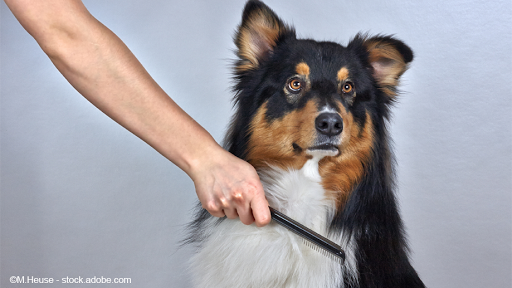 Tierarztpraxis Dr. Anja Bausch unter Neuss, Nordrhein-Westfalen