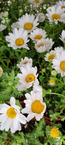 AGROPAISAJE en Boceguillas, Segovia