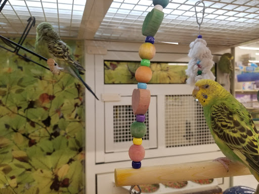 Parrot shops in Saint Louis