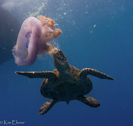 PCH Scuba image