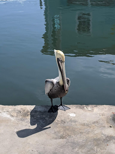 Recreation «Dolphins Plus Oceanside», reviews and photos, 31 Corinne Pl, Key Largo, FL 33037, USA