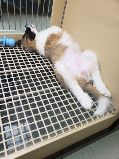 Pet Store «Petland», reviews and photos, 920 Hebron Rd, Heath, OH 43056, USA