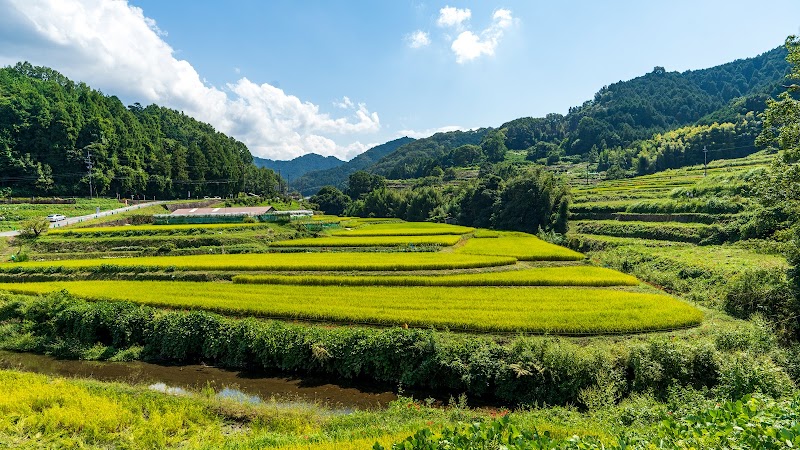 稲渕棚田