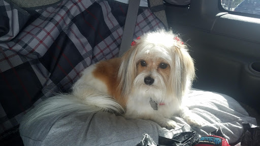 St. Marks Dog Resort image