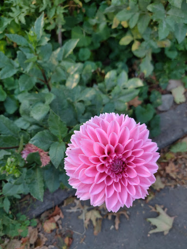 Market «Westville Quality Market», reviews and photos, 243 Alden Ave, New Haven, CT 06515, USA