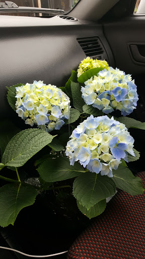 Florist «Hill Haven Farm & Greenhouse & Florist», reviews and photos, 7842 Center Rd, Valley City, OH 44280, USA