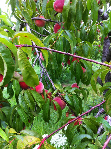 Gustafson's Orchard