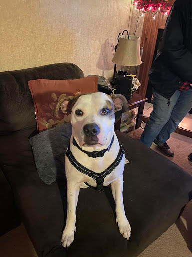 Pet Supply Store «PetSmart», reviews and photos, 225 NW Commons Loop, Lake City, FL 32055, USA