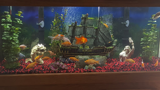 Pet Supply Store «Pet Supermarket», reviews and photos, 7822 Gall Blvd, Zephyrhills, FL 33541, USA