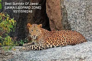 Jawai Leopard Zone Safari image