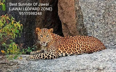 Jawai Leopard Zone Safari image