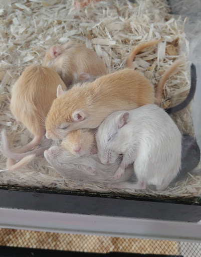 Pet Supply Store «Pet Quarters», reviews and photos, 486 Payne Rd, Scarborough, ME 04074, USA