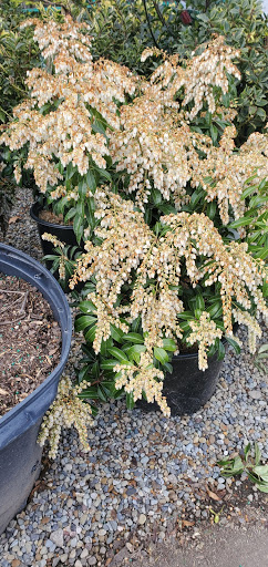 Garden Center «Royal Victorian Garden Center», reviews and photos, 10911 State Rd, Cleveland, OH 44133, USA