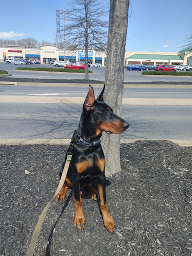 Grocery Store «Giant Food Stores», reviews and photos, 330 Marketplace Boulevard, Selinsgrove, PA 17870, USA