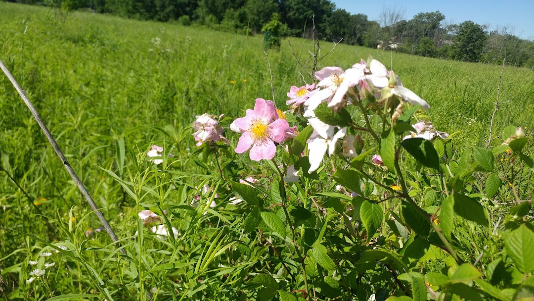 Berkeley Prairie Forest Preserve