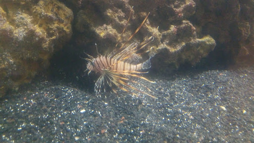 Tropical Fish Store «Aquatic Treasures», reviews and photos, 3211 N Tenaya Way #107, Las Vegas, NV 89129, USA