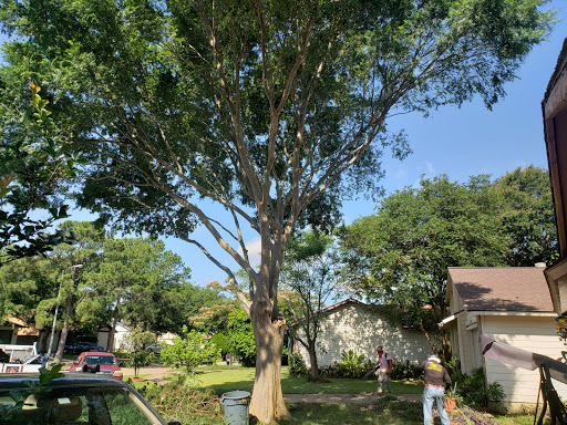 Houston Tree Removal