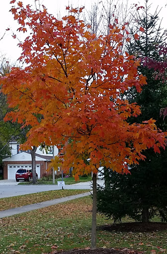 Community Center «Camelot Park», reviews and photos, 1005 E Suffield Dr, Arlington Heights, IL 60004, USA