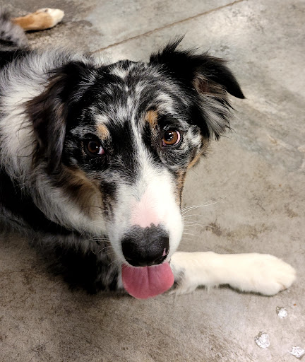 Dog Trainer «Mad 4 My Dog», reviews and photos, 702 E Temperance St, Ellettsville, IN 47429, USA