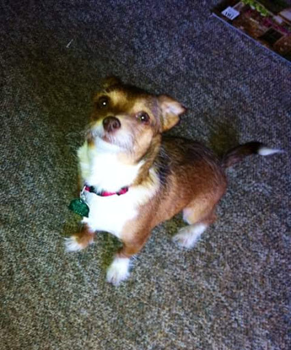 Pet Supply Store «PetSmart», reviews and photos, 3500 IN-38, Lafayette, IN 47905, USA