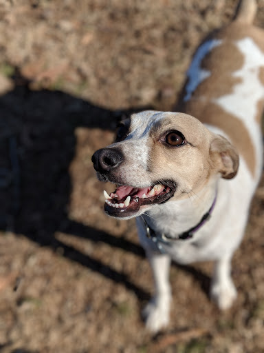 Park «Suggs Park», reviews and photos, 163 E South St, Collierville, TN 38017, USA