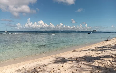 Excursion île du nord à île Maurice. La mouette image
