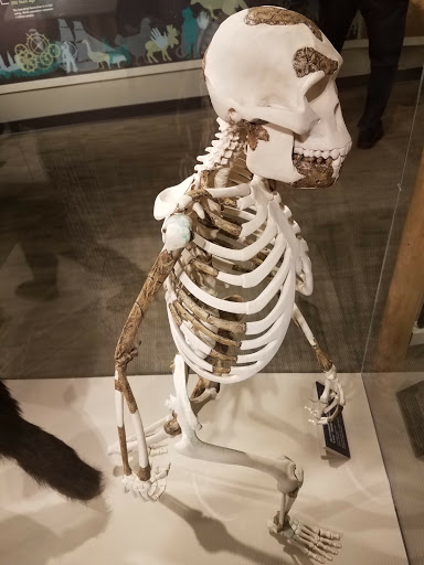 Natural History Museum «Cleveland Museum of Natural History», reviews and photos, 1 Wade Oval Dr, Cleveland, OH 44106, USA