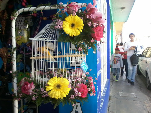 expresion flowers – Heroica Ciudad de Huajuapan de Leon