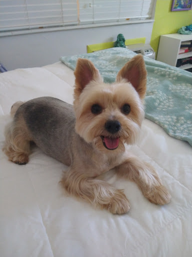 Pet Groomer «Mario`s Pet Grooming & Boutique», reviews and photos, 708 SE 17th St, Fort Lauderdale, FL 33316, USA