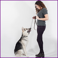 Westchester K-9 - Serving Westchester, Putnam, CT, NYC - Photo 8 - Car repair in Carmel Hamlet, NY, Danbury