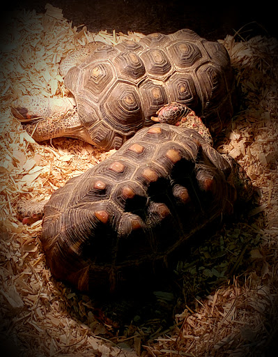 Pet Store «Parrots Of The World Aquarium and Pet Center», reviews and photos, 316 Sunrise Hwy #1, Rockville Centre, NY 11570, USA