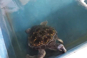 Sea Turtles Conservation Station image