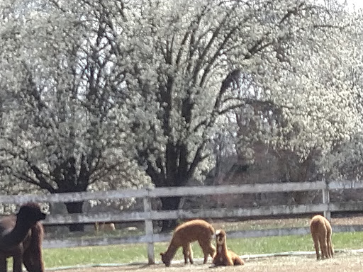 OnAgain OffAgain Farm