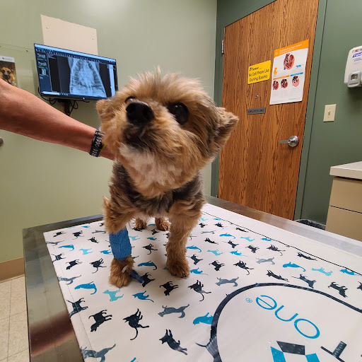 BluePearl Pet Hospital image