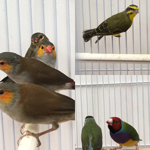 Bird Shop «Paterson Bird Store», reviews and photos, 13 Furler St # 1, Totowa, NJ 07512, USA