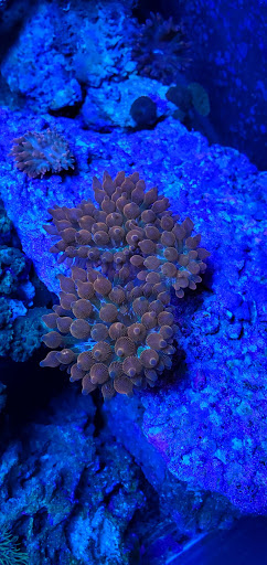 Aquarium «Jays Aquatics», reviews and photos, 10 Lawrence Rd, Salem, NH 03079, USA