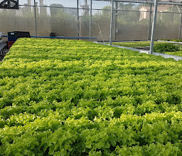 VLove Farm photo