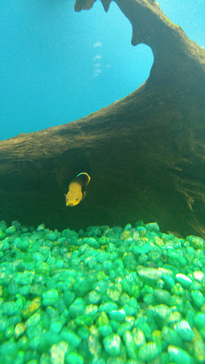 Pet Supply Store «Pet Supermarket», reviews and photos, 1125 Royal Palm Beach Blvd, Royal Palm Beach, FL 33411, USA