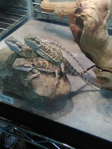 Pet Supply Store «Premier Pet Supply», reviews and photos, 63 W Auburn Rd, Rochester Hills, MI 48307, USA